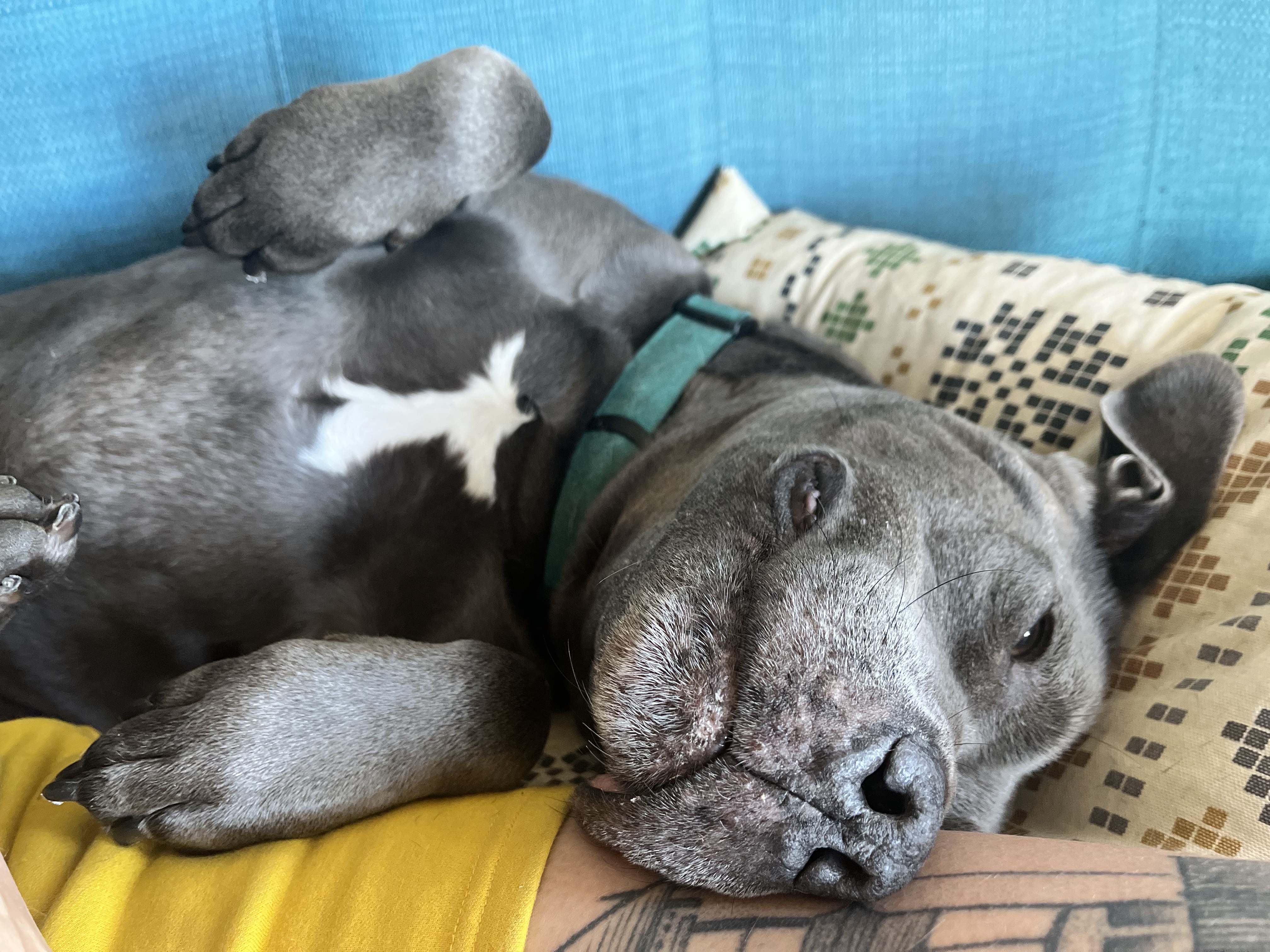 Piglet, my grey and white bully mix dog, presenting her belly for a rub.